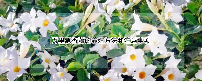 萬里飄香藤的養殖方法和注意事項