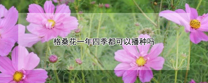 格桑花一年四季都可以播種嗎