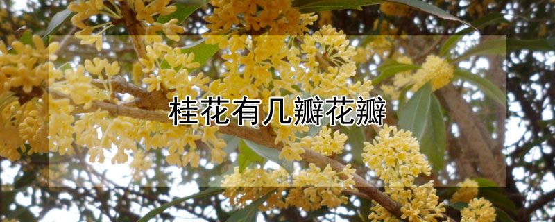 桂花有幾瓣花瓣