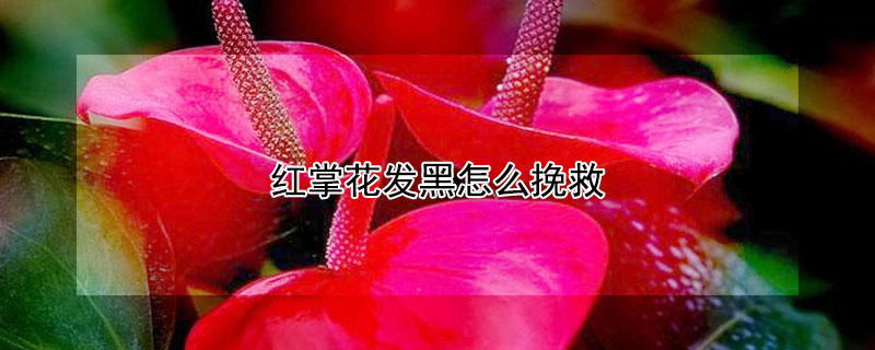 紅掌花發(fā)黑怎么挽救