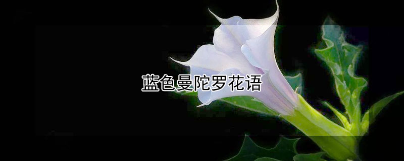 藍色曼陀羅花語