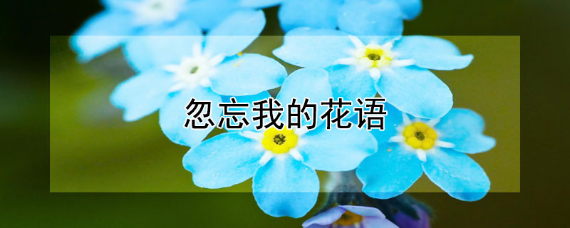 忽忘我的花語