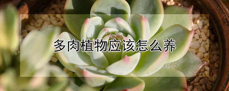 多肉植物應該怎么養