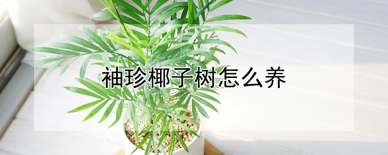 袖珍椰子樹怎么養