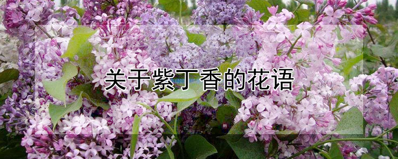 關于紫丁香的花語