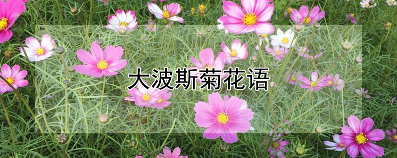 大波斯菊花語