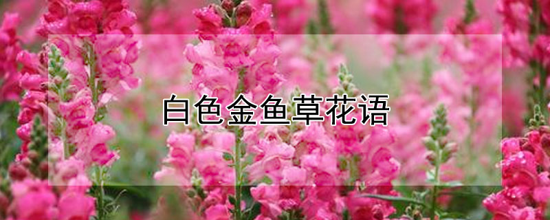 白色金魚草花語