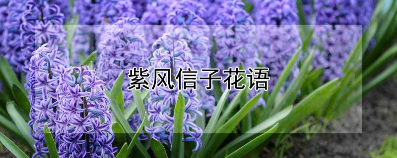 紫風信子花語