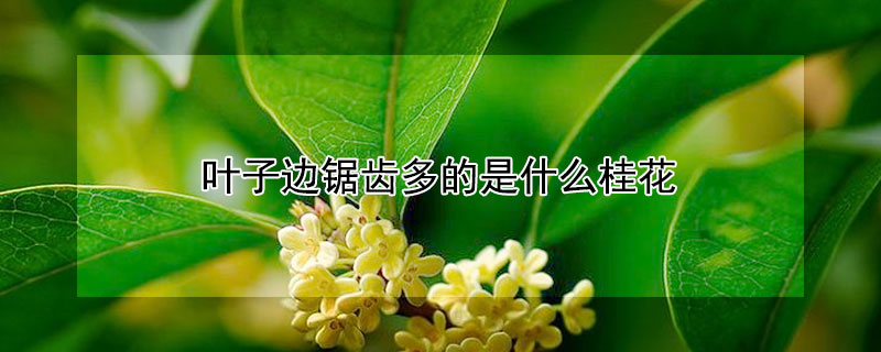 葉子邊鋸齒多的是什么桂花