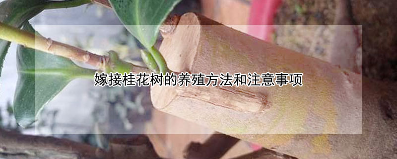 嫁接桂花樹的養(yǎng)殖方法和注意事項(xiàng)