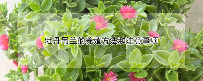 牡丹吊蘭的養殖方法和注意事項