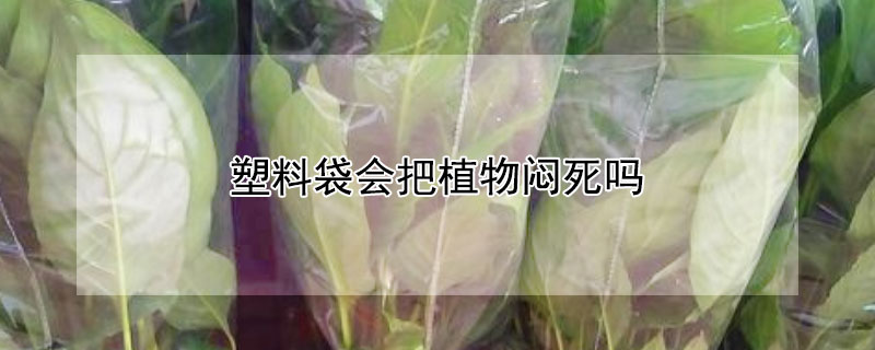 塑料袋會把植物悶死嗎