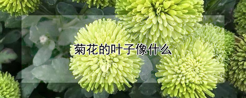 菊花的葉子像什么