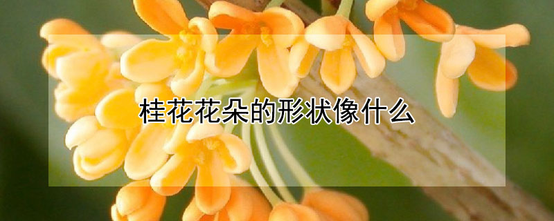 桂花花朵的形狀像什么