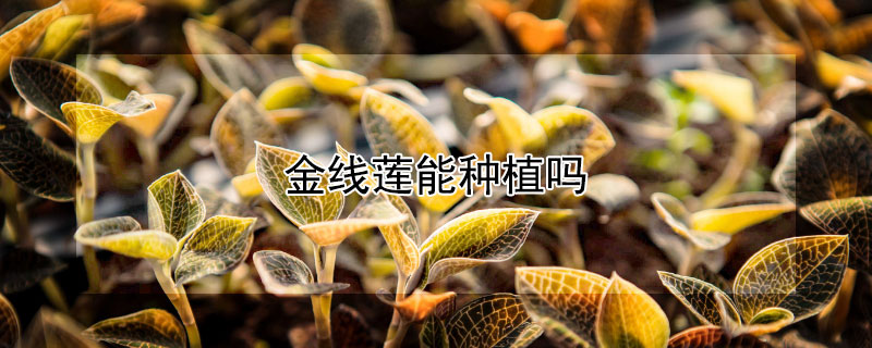 金線蓮能種植嗎