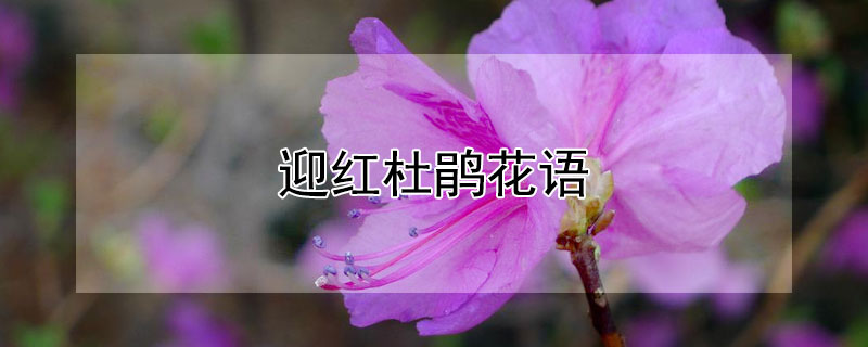 迎紅杜鵑花語