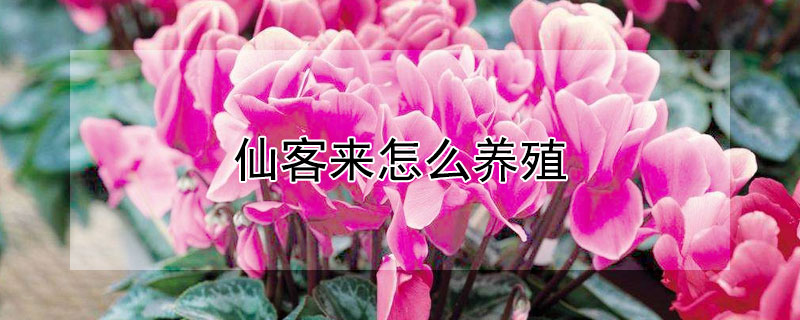 仙客來怎么養(yǎng)殖