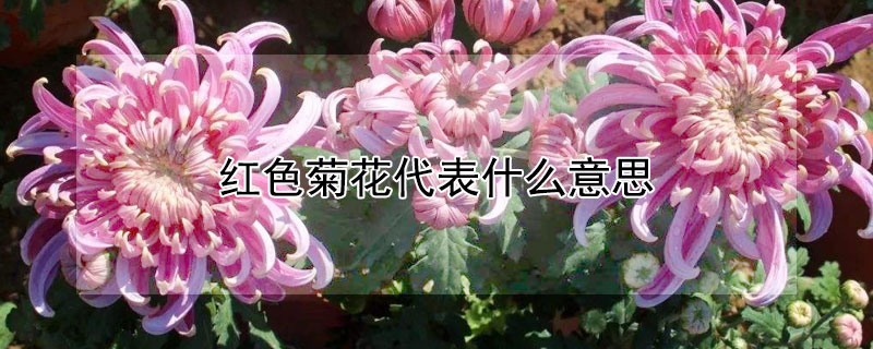 紅色菊花代表什么意思