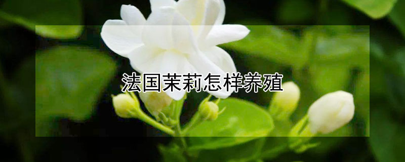 法國茉莉怎樣養(yǎng)殖