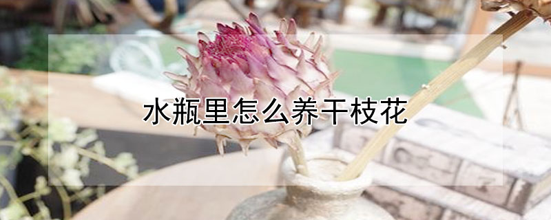 水瓶里怎么養(yǎng)干枝花