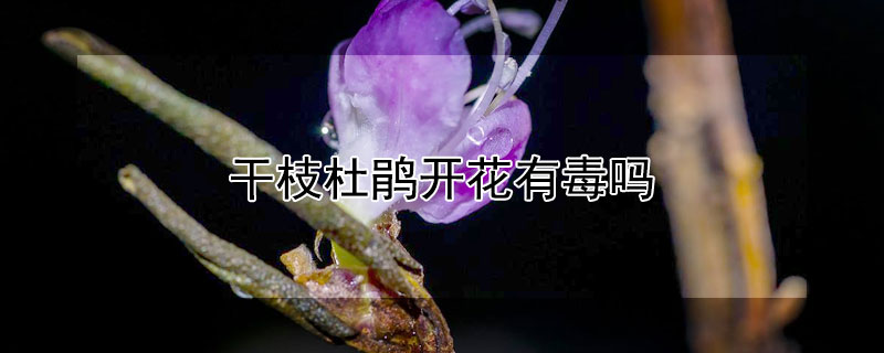 干枝杜鵑開花有毒嗎