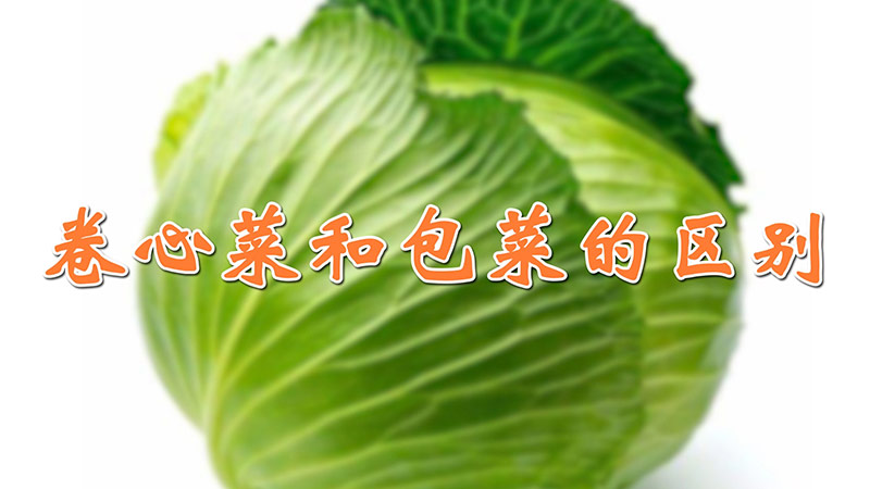 卷心菜和包菜的區(qū)別