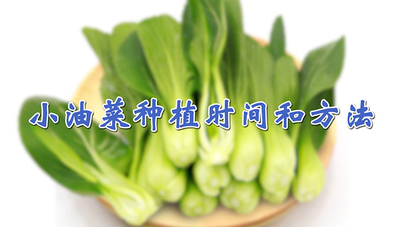 小油菜種植時(shí)間和方法