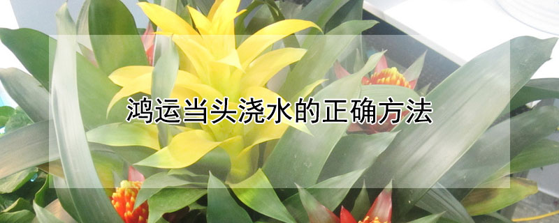 鴻運當(dāng)頭澆水的正確方法