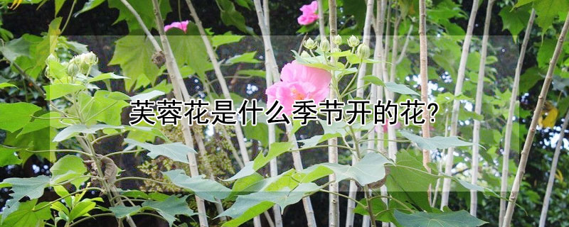 芙蓉花是什么季節開的花?