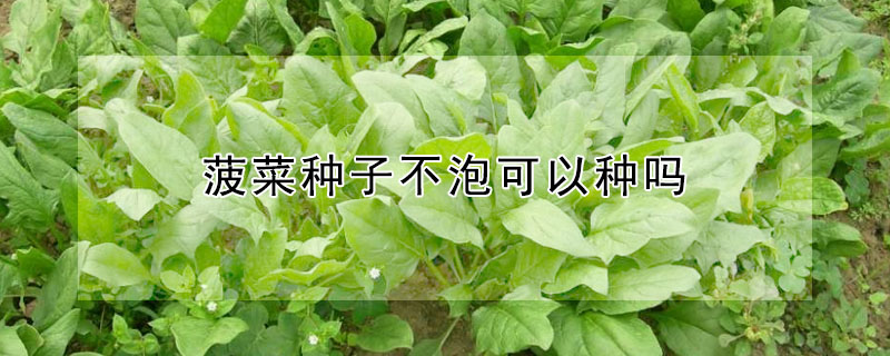 菠菜種子不泡可以種嗎