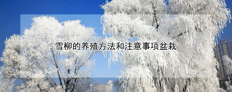 雪柳的養(yǎng)殖方法和注意事項(xiàng)盆栽