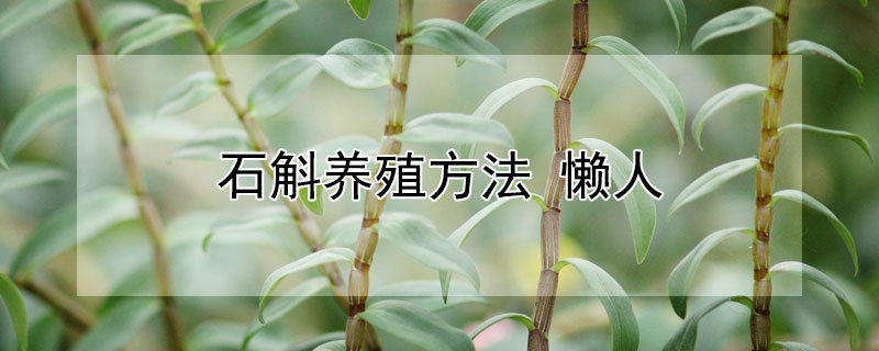 石斛養(yǎng)殖方法 懶人