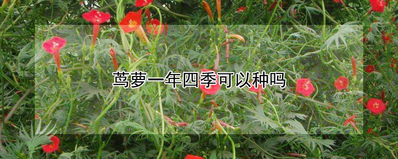 蔦蘿一年四季可以種嗎