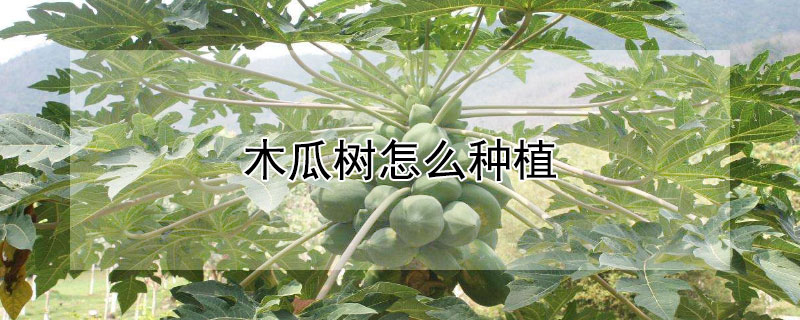 木瓜樹怎么種植