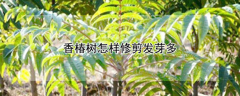 香椿樹怎樣修剪發(fā)芽多