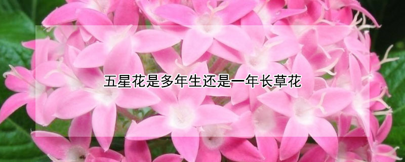 五星花是多年生還是一年長草花