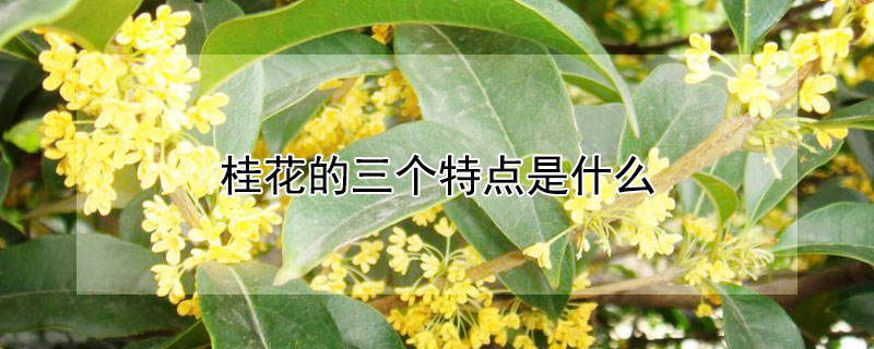 桂花的三個(gè)特點(diǎn)是什么