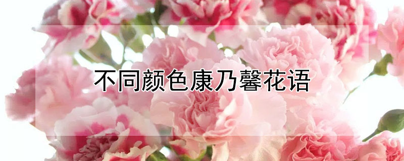 不同顏色康乃馨花語