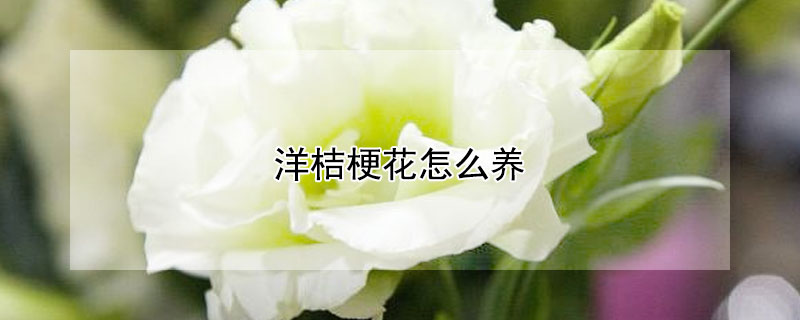 洋桔梗花怎么養(yǎng)