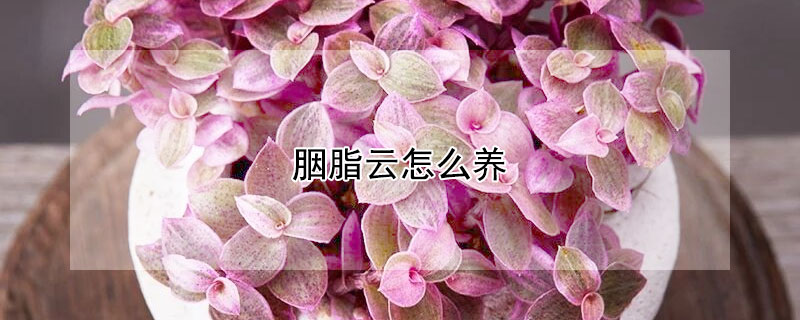 胭脂云怎么養(yǎng)