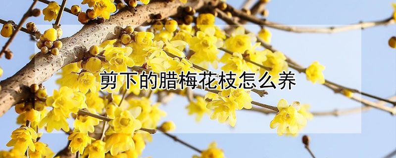 剪下的臘梅花枝怎么養(yǎng)