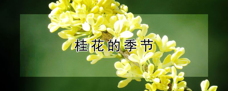 桂花的季節