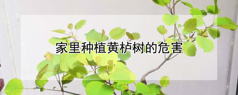 家里種植黃櫨樹的危害