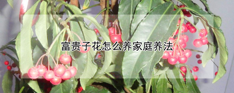 富貴子花怎么養(yǎng)家庭養(yǎng)法