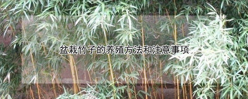 盆栽竹子的養(yǎng)殖方法和注意事項