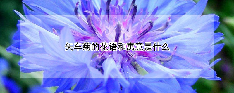 矢車菊的花語和寓意是什么