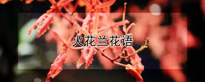 火花蘭花語