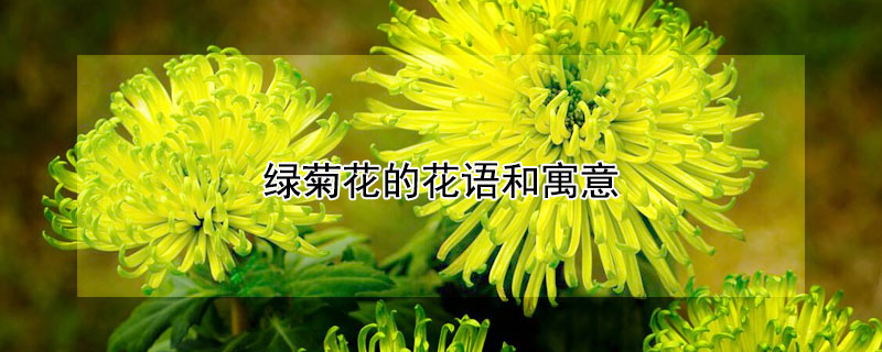 綠菊花的花語(yǔ)和寓意