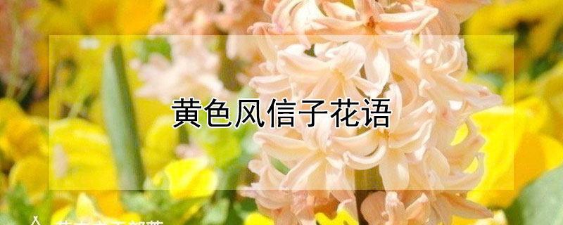 黃色風(fēng)信子花語