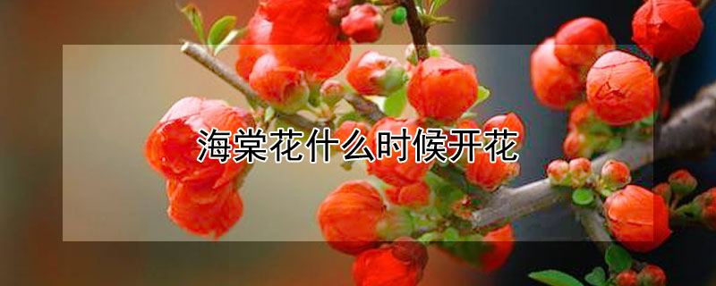 海棠花什么時候開花